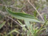 Clematis songorica