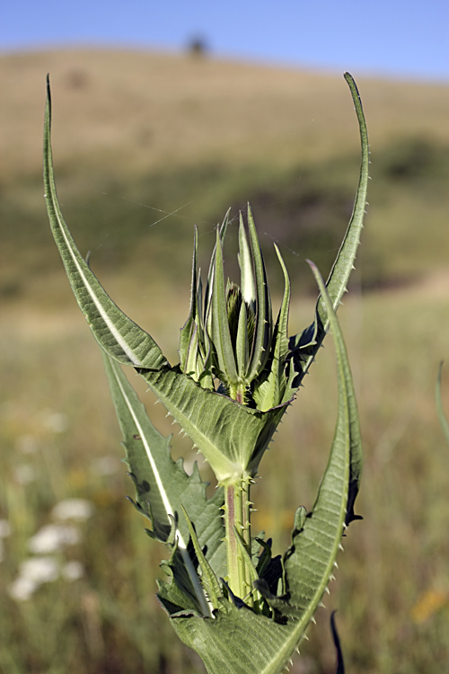 Изображение особи Dipsacus laciniatus.