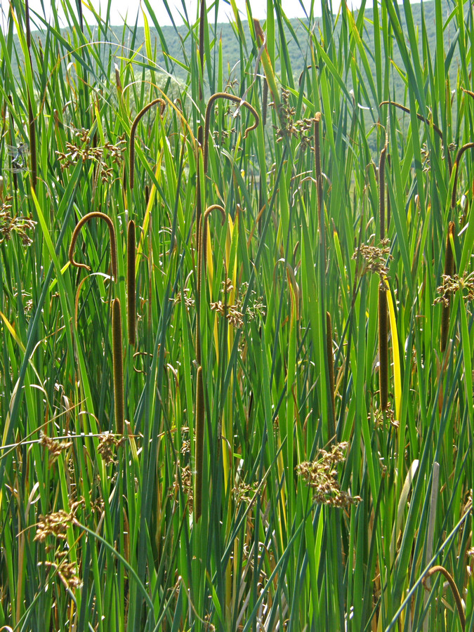 Image of Typha angustifolia specimen.