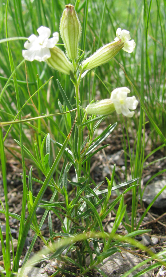 Image of Silene amoena specimen.