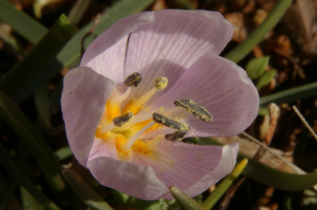 Image of Colchicum triphyllum specimen.