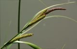 Carex acuta