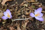 Crocus speciosus