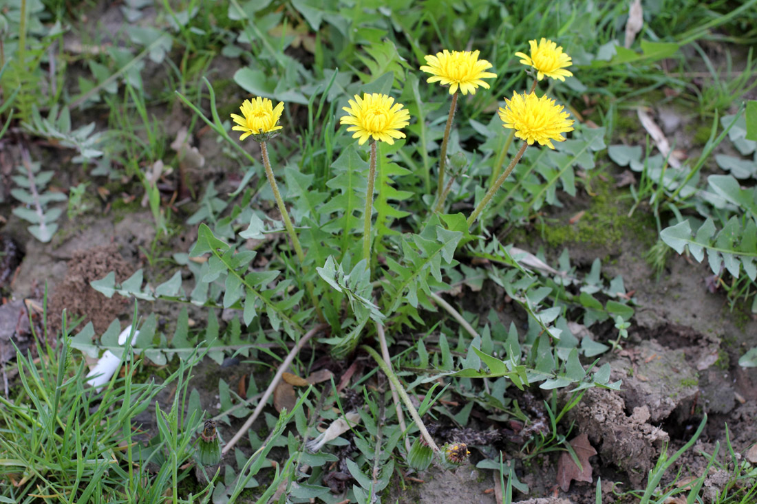 Изображение особи Taraxacum juzepczukii.