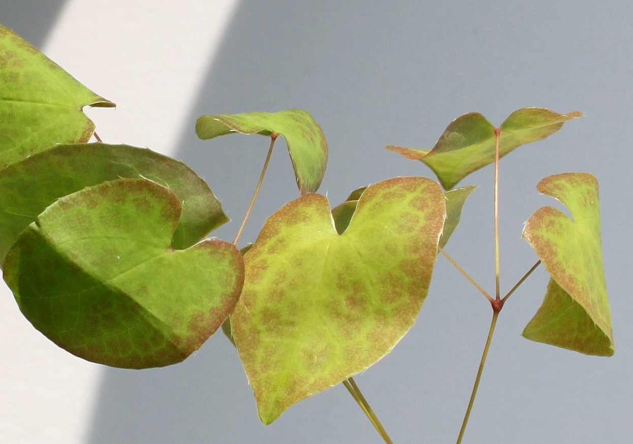 Image of Epimedium &times; perralchicum specimen.