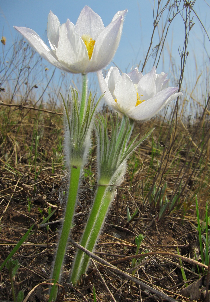 Изображение особи Pulsatilla patens.