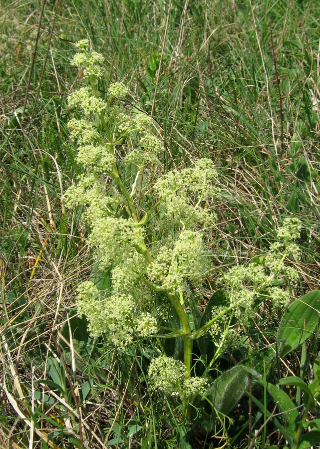 Image of Trinia glauca specimen.