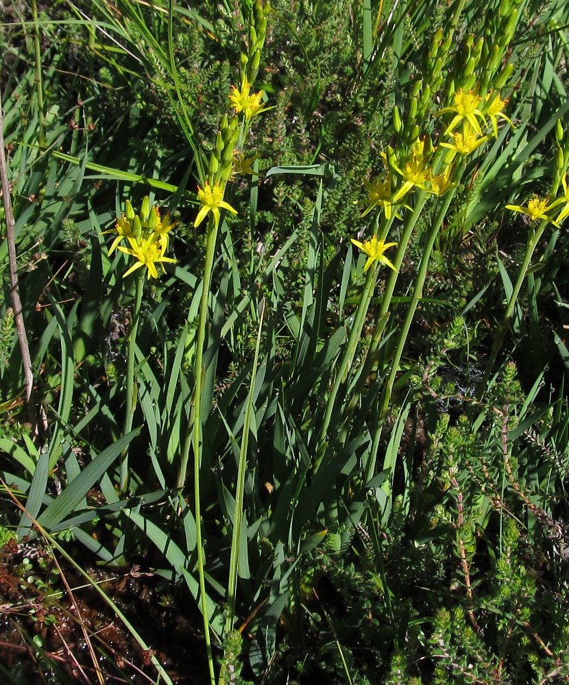 Image of Narthecium ossifragum specimen.