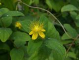 Hypericum androsaemum