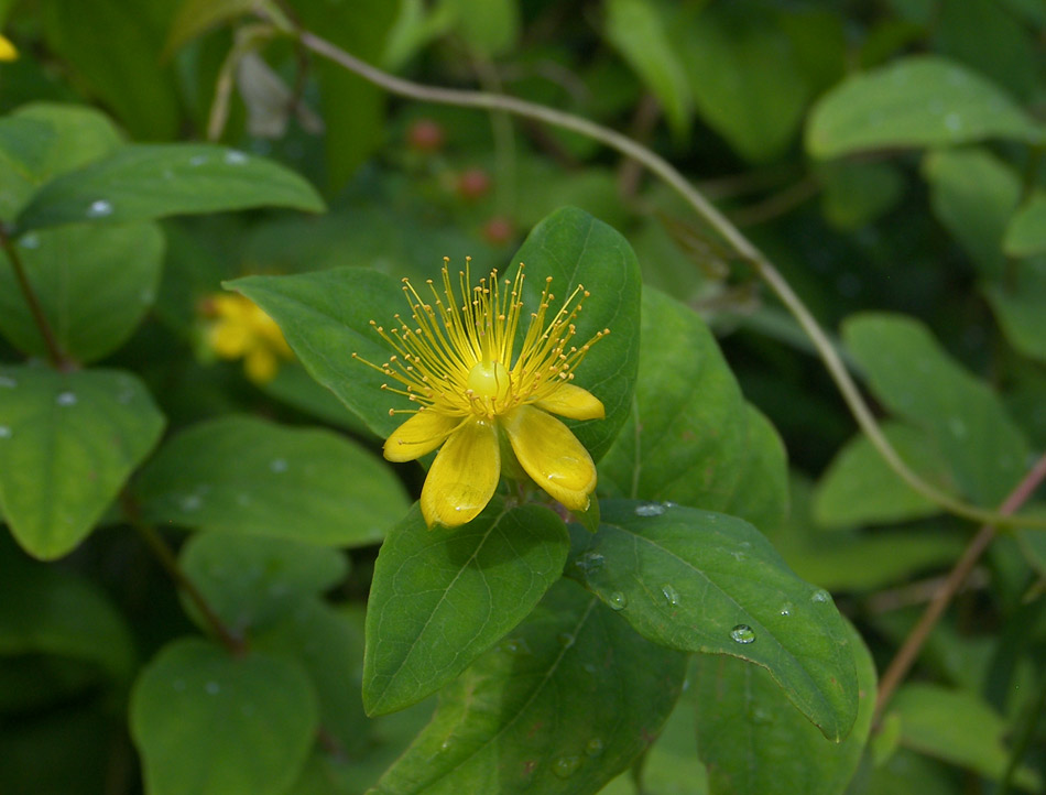 Image of Hypericum androsaemum specimen.