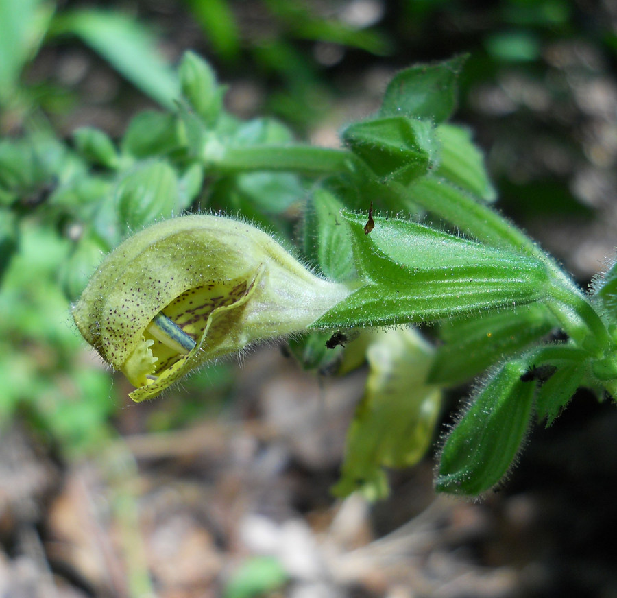 Изображение особи Salvia glutinosa.