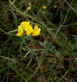 Lotus corniculatus. Соцветие. Курская обл., Железногорский р-н, с. Разветье. 3 августа 2007 г.