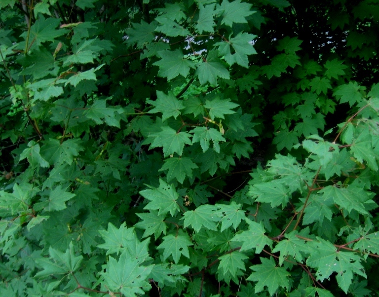 Image of Acer circinatum specimen.