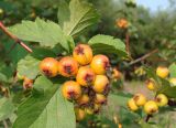 Crataegus dahurica