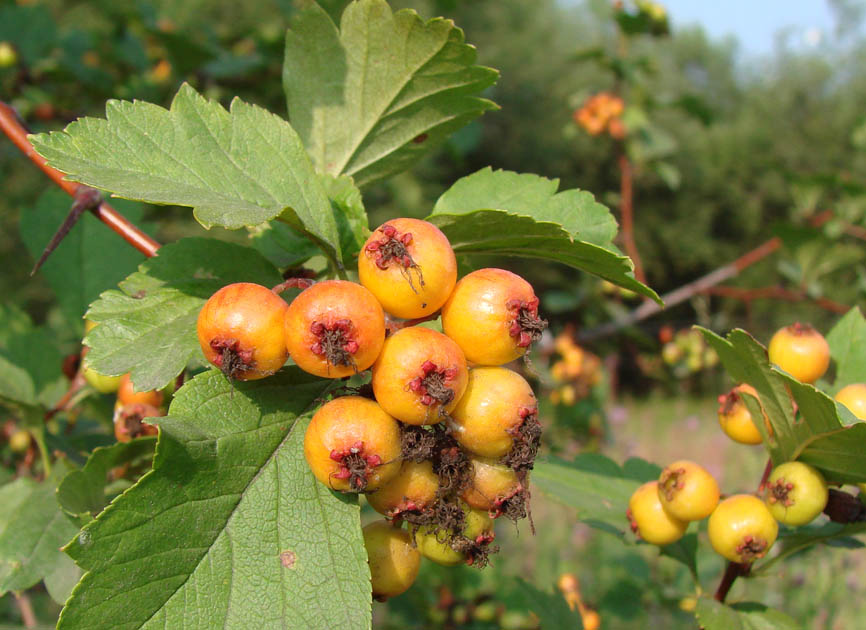 Изображение особи Crataegus dahurica.