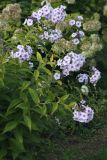 Phlox paniculata. Цветущие растения на клумбе. Ленинградская область, дер. Дубки, в культуре. 26.08.2012.