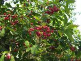 Euonymus europaeus