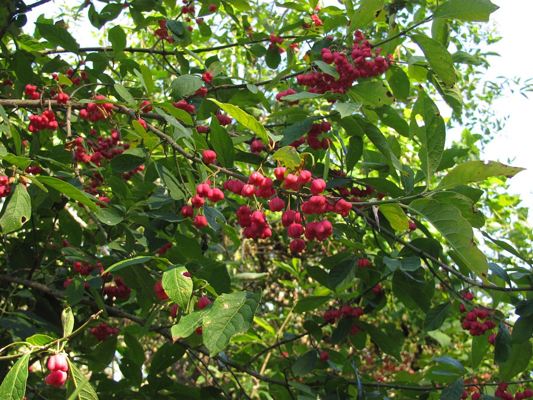 Image of Euonymus europaeus specimen.