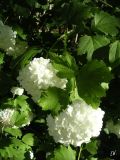 Viburnum форма roseum