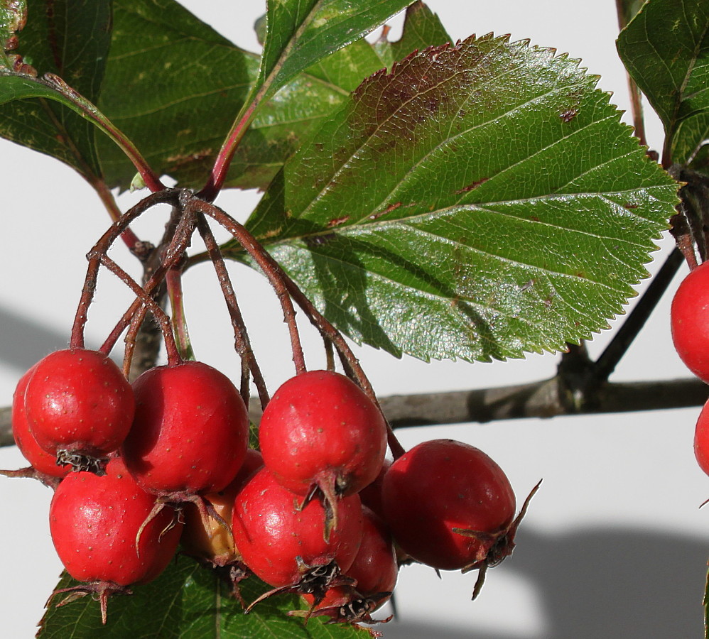 Изображение особи род Crataegus.