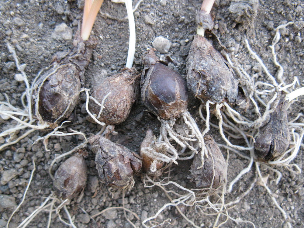Изображение особи Muscari neglectum.