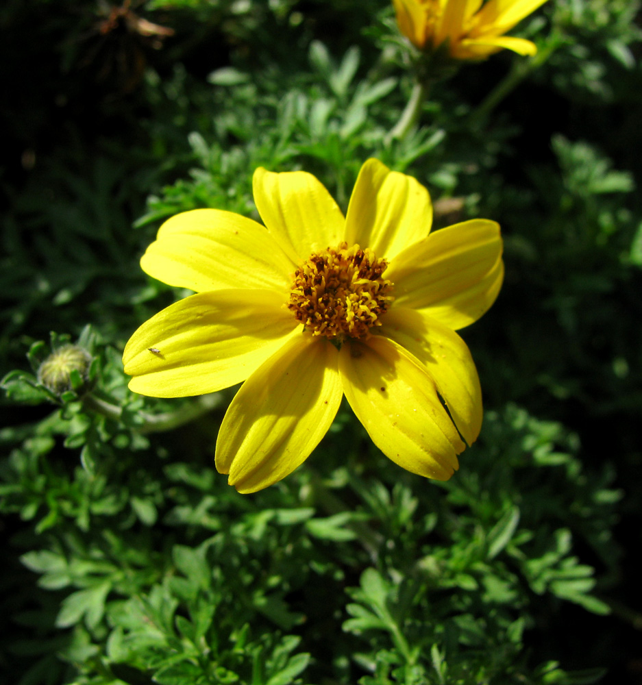 Image of Bidens aurea specimen.