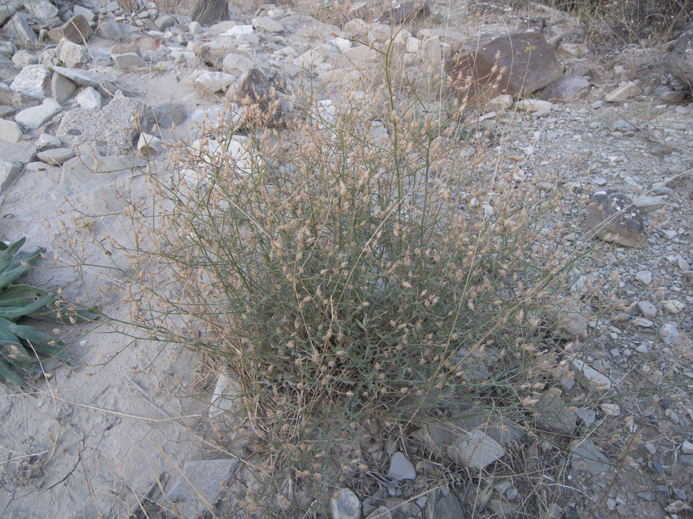 Image of Centaurea caspia specimen.