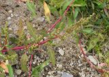 Oxybasis glauca
