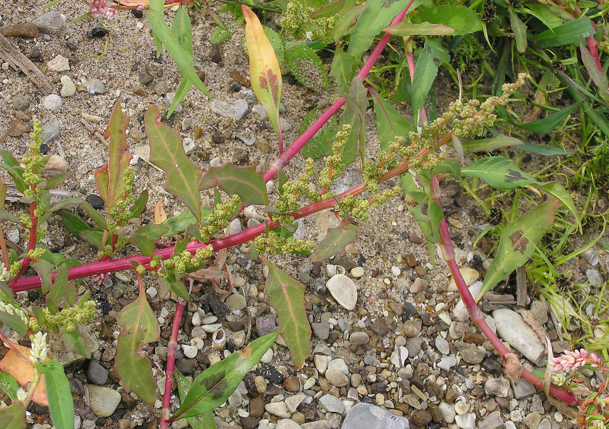 Изображение особи Oxybasis glauca.