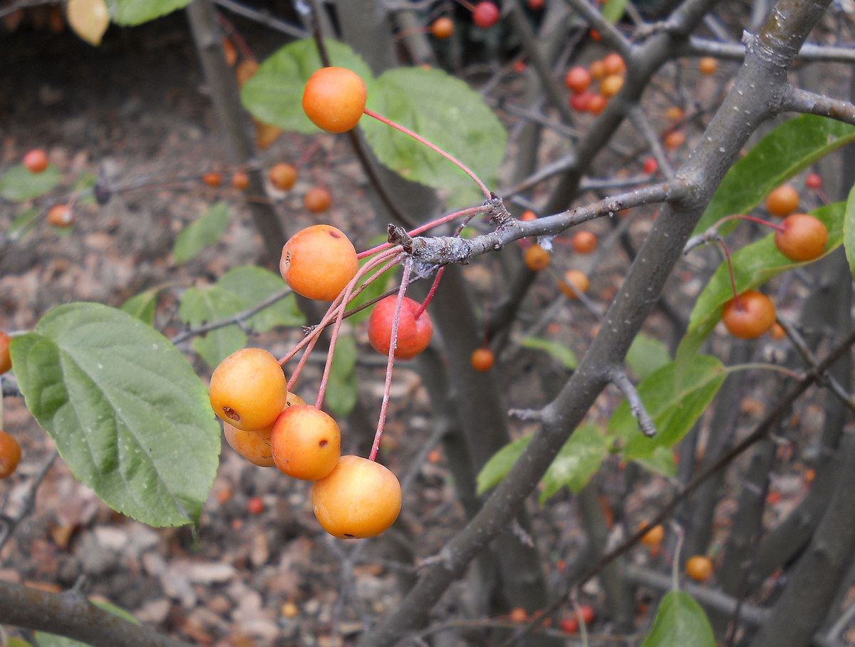 Изображение особи Malus baccata.