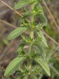 Sideritis montana