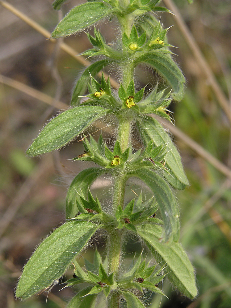 Image of Sideritis montana specimen.