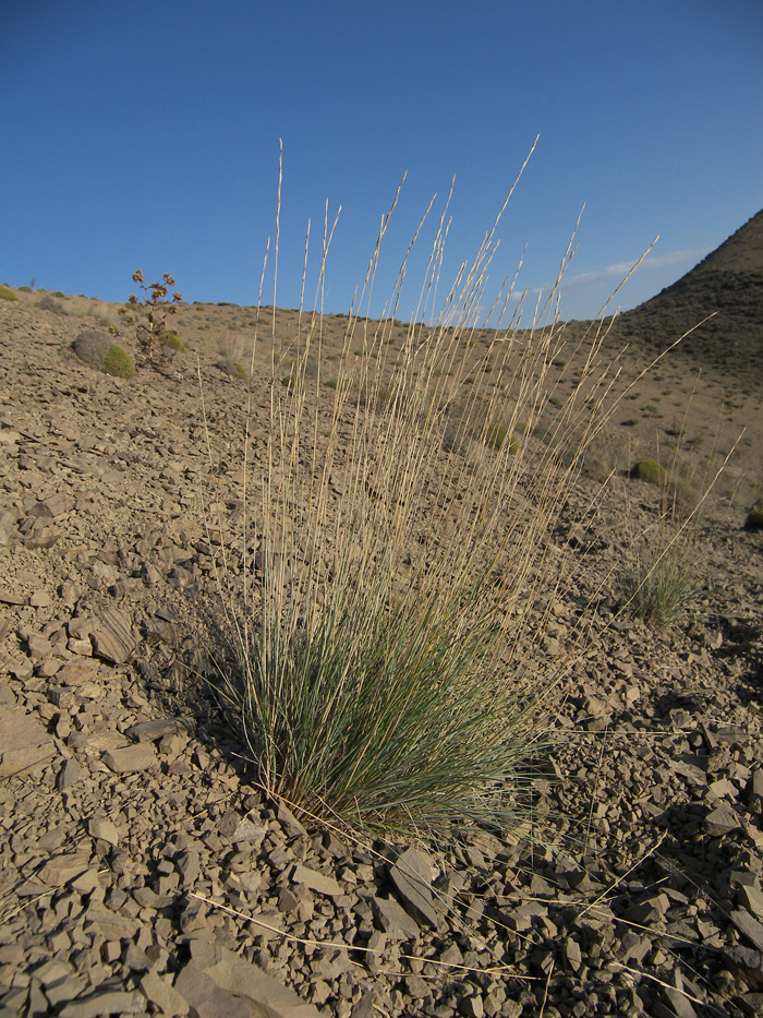 Image of Elytrigia pertenuis specimen.