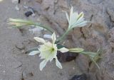 Pancratium sickenbergeri. Цветущее растение. Israel, Northern Negev (near Ein Yorkeam). 28.10.2006.