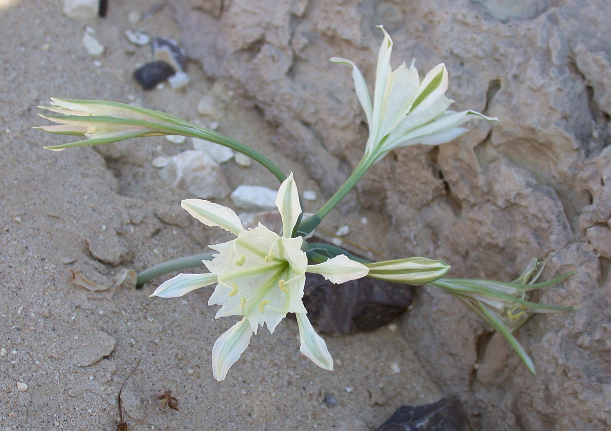 Изображение особи Pancratium sickenbergeri.