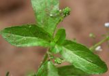 Veronica beccabunga