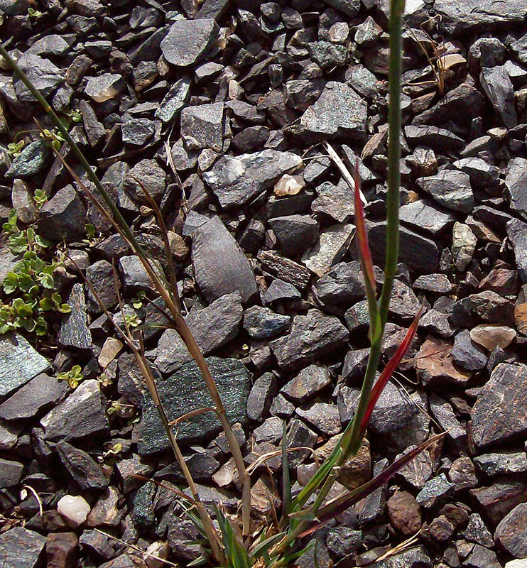 Image of Poa compressa specimen.