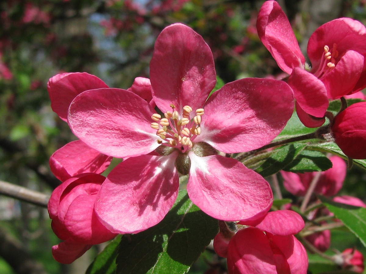 Изображение особи Malus niedzwetzkyana.