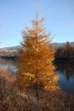 Larix sibirica