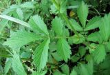 Agrimonia pilosa. Часть побега. Иркутская обл., г. Бодайбо, правый борт долины р. Витим, разнотравный луг. 14.07.2012.