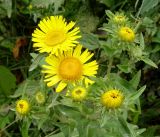 Inula britannica