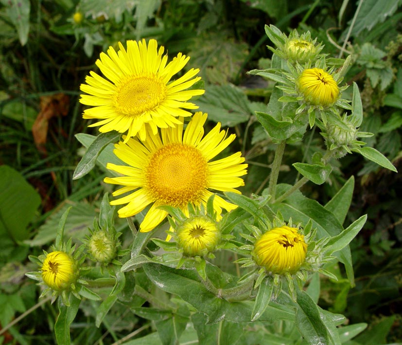 Изображение особи Inula britannica.