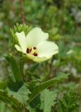 Hibiscus esculentus