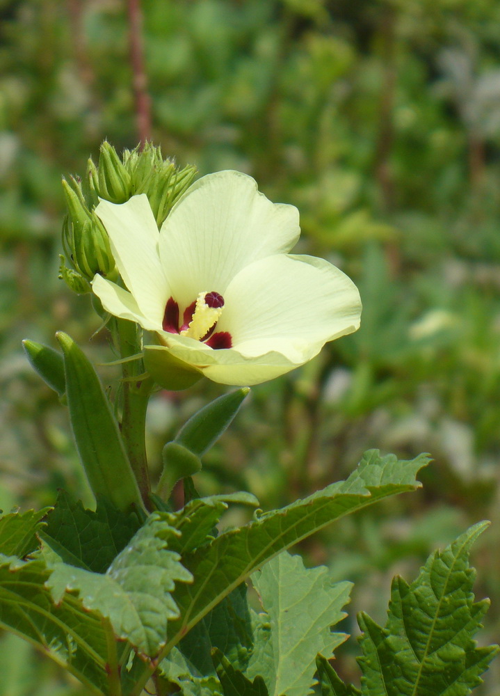 Image of Hibiscus esculentus specimen.