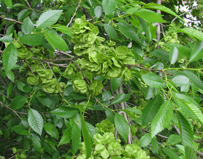 Изображение особи Ulmus pumila.