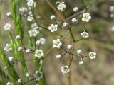 Gypsophila paniculata