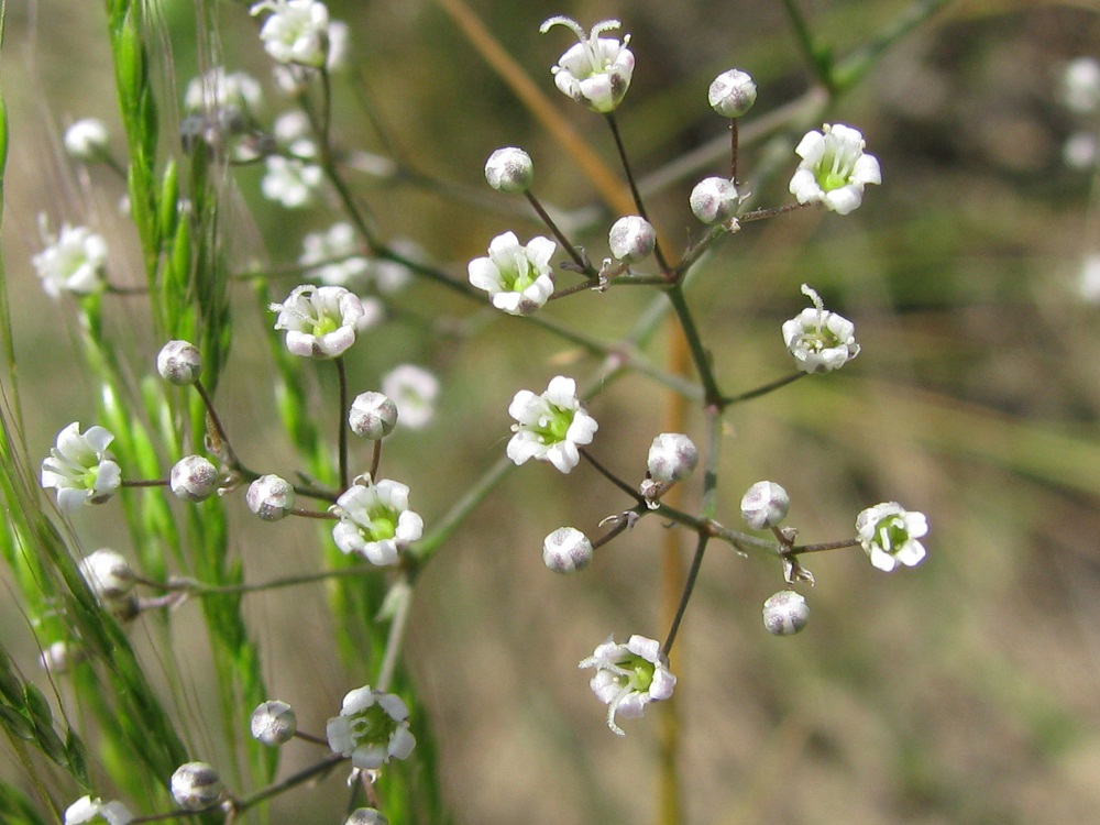 Image of Gypsophila paniculata specimen.
