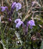 Pedicularis rhinanthoides