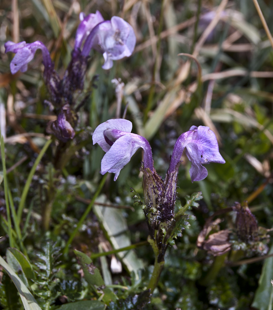 Изображение особи Pedicularis rhinanthoides.