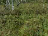 Ledum palustre